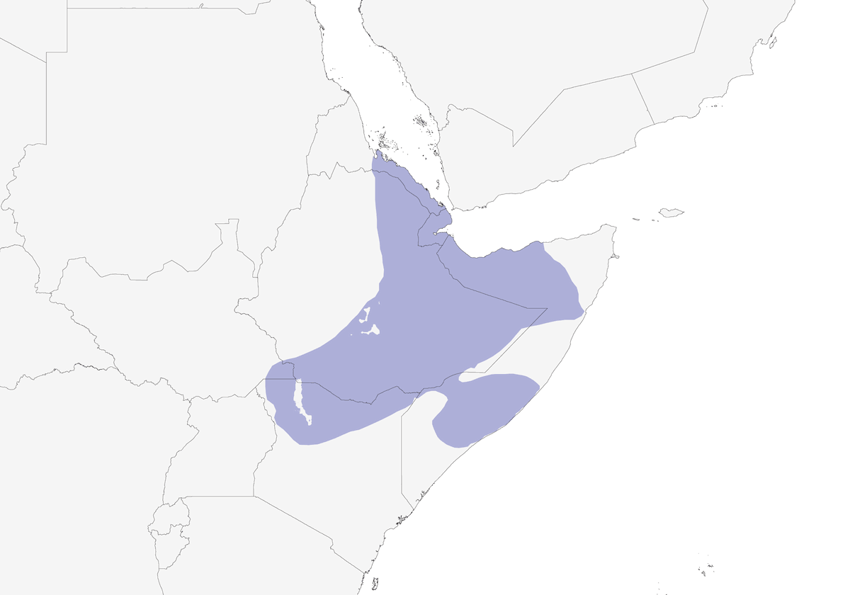 Somali Crow, Distribution 1