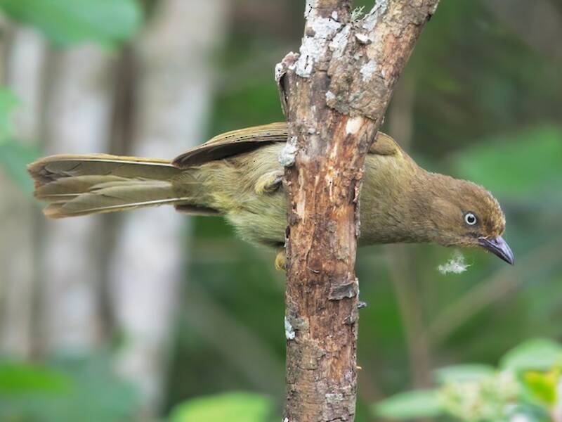 Sombre Greenbul, 照片 3
