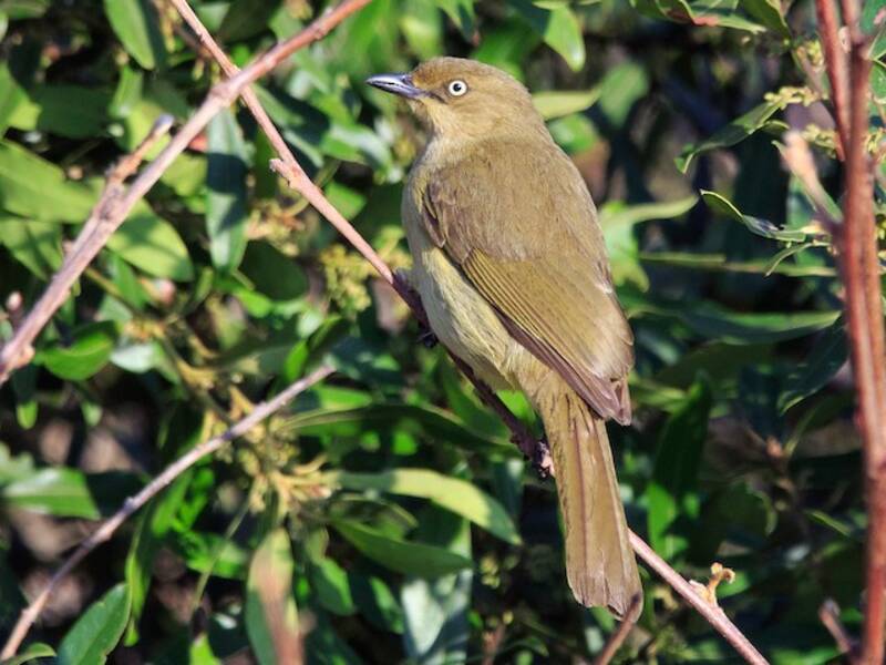 Sombre Greenbul, 照片 2
