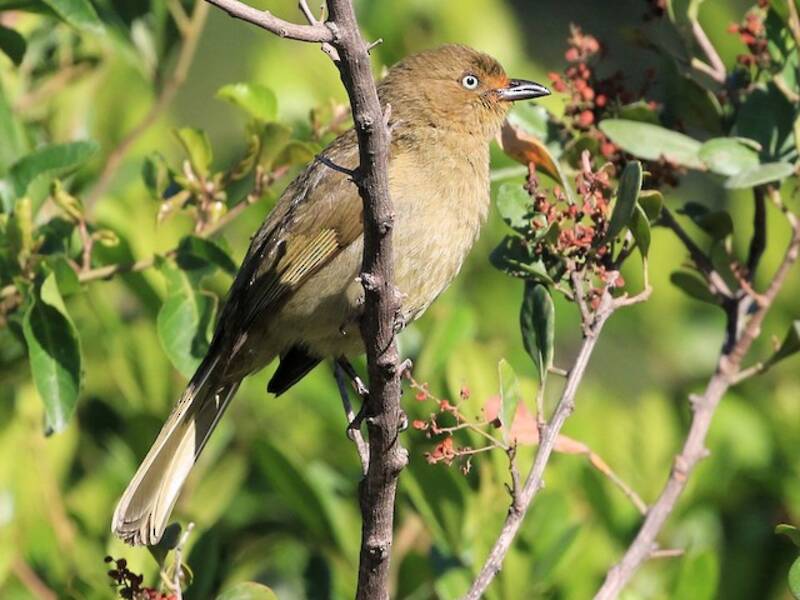 Sombre Greenbul