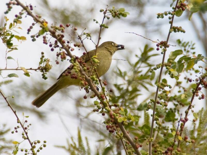 Sombre Greenbul, 照片 4