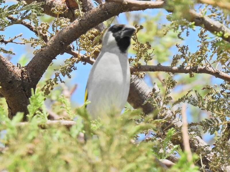 Gros-bec de Somalie