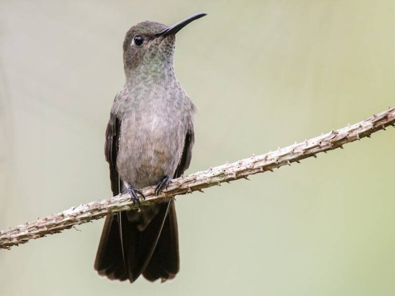 Colibrì tetro, Foto 2