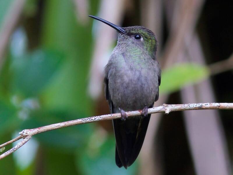 Colibrì tetro, Foto 4