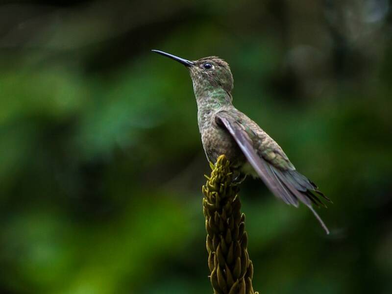 Colibrì tetro, Foto 3