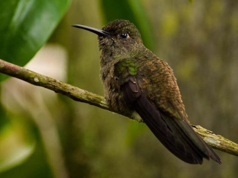 Colibrì tetro