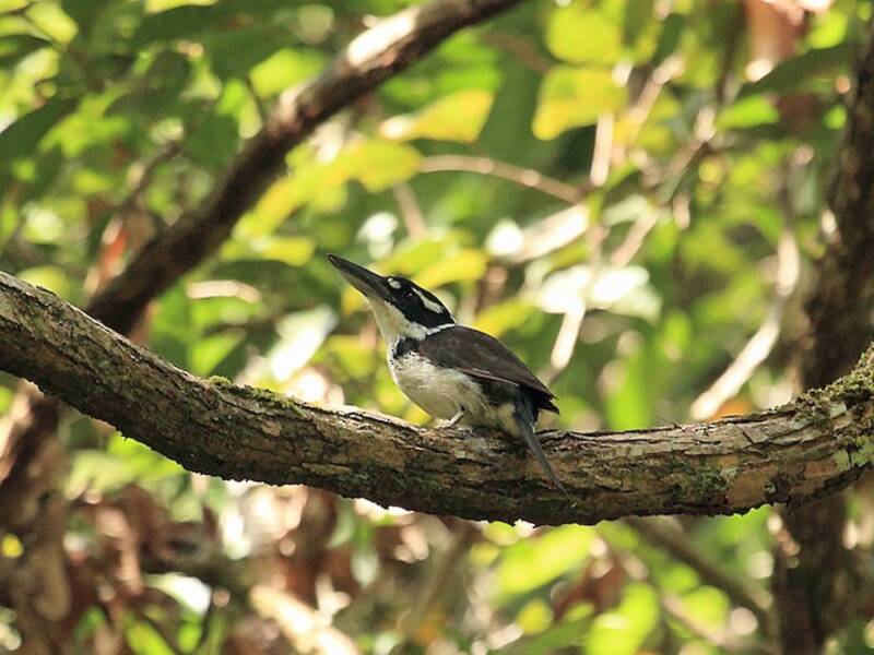 Sombre Kingfisher