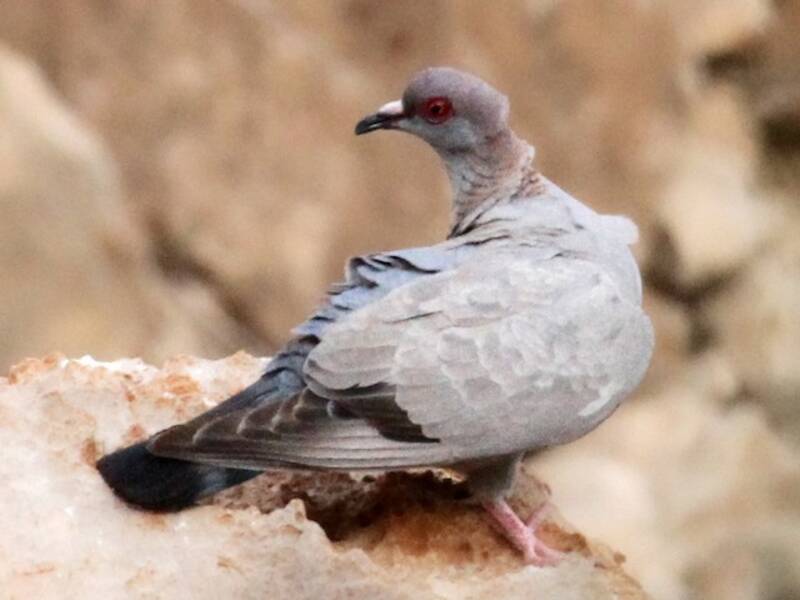 Somali Pigeon, Photos 2