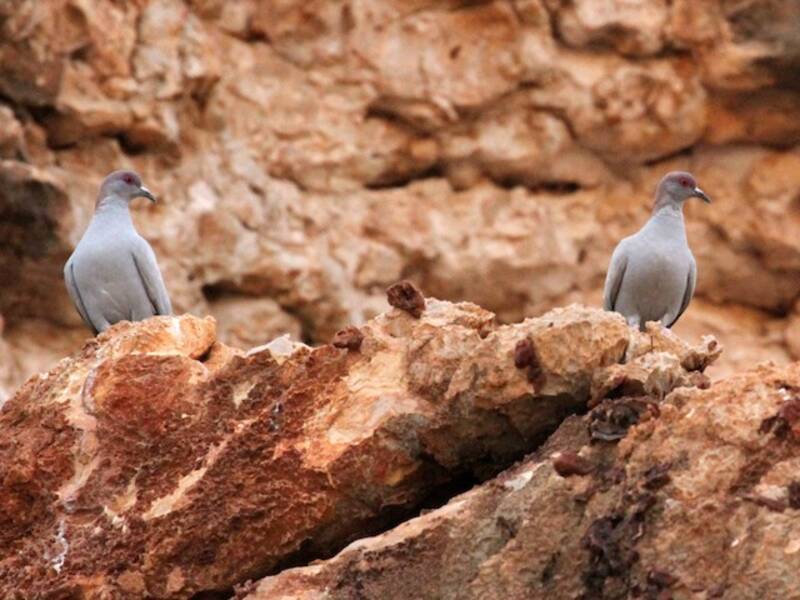 Somali Pigeon, Photos 3