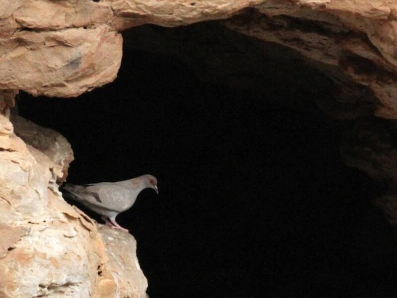 Somali Pigeon, Photos 4