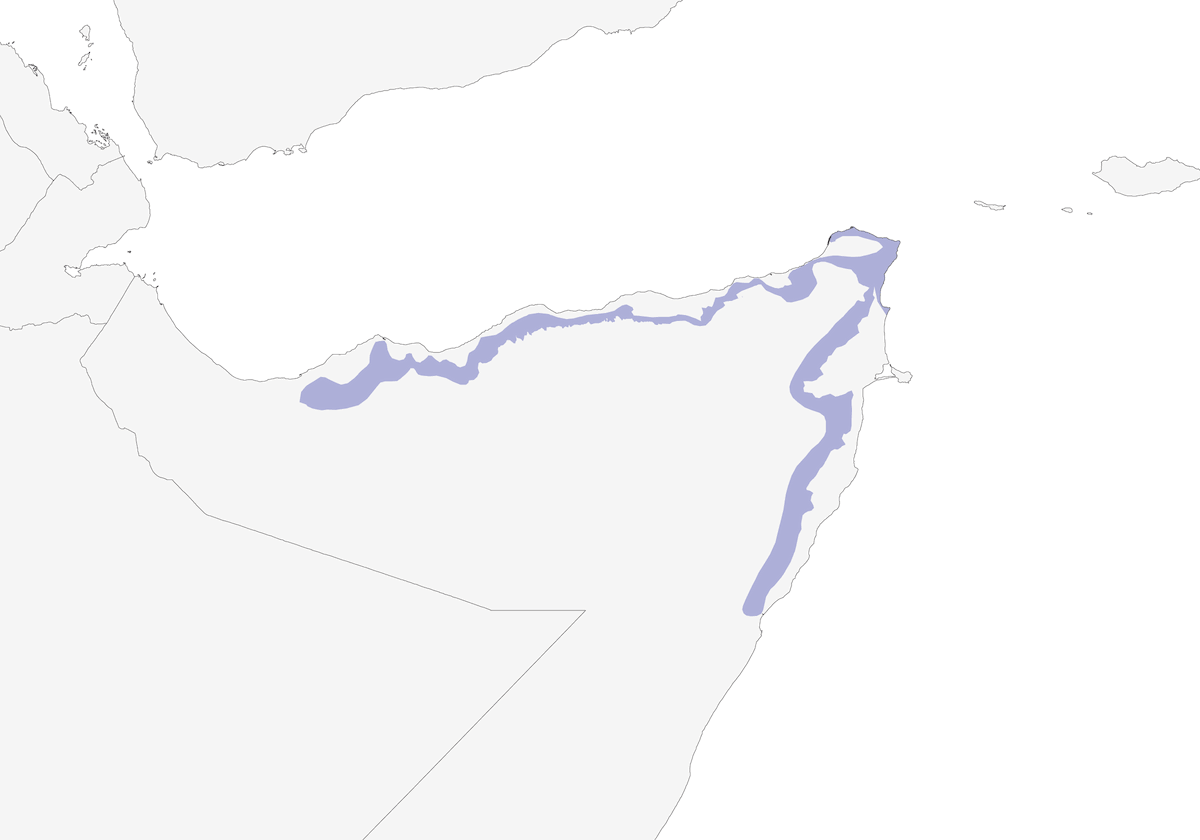 Somali Pigeon, Distribution 1