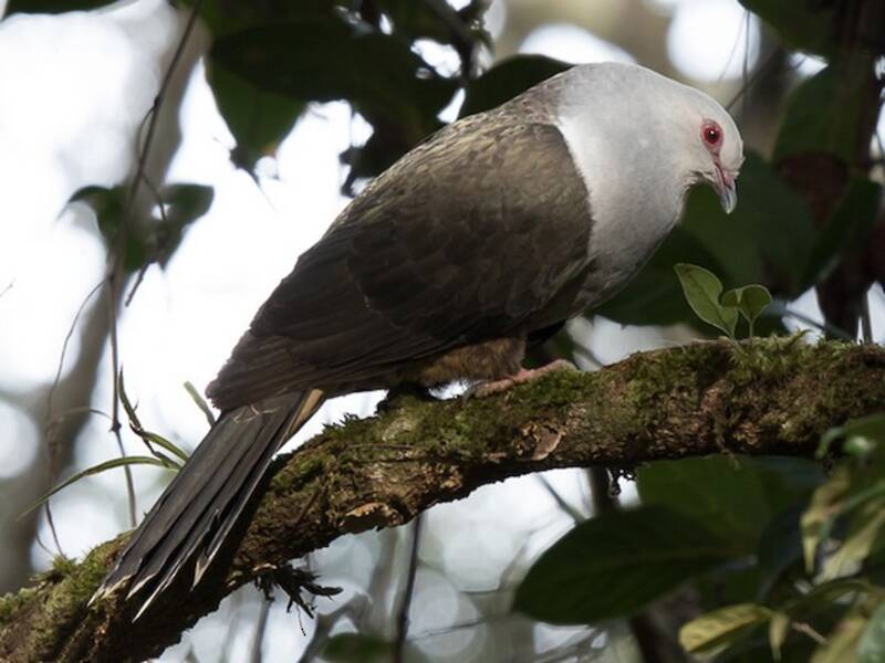 Sombre Pigeon, Photos 2