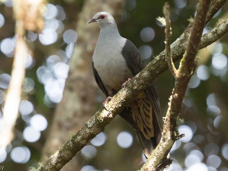 Sombre Pigeon, Photos 4
