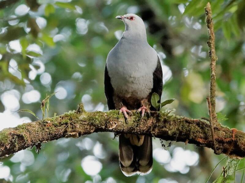 Sombre Pigeon, Photos 3