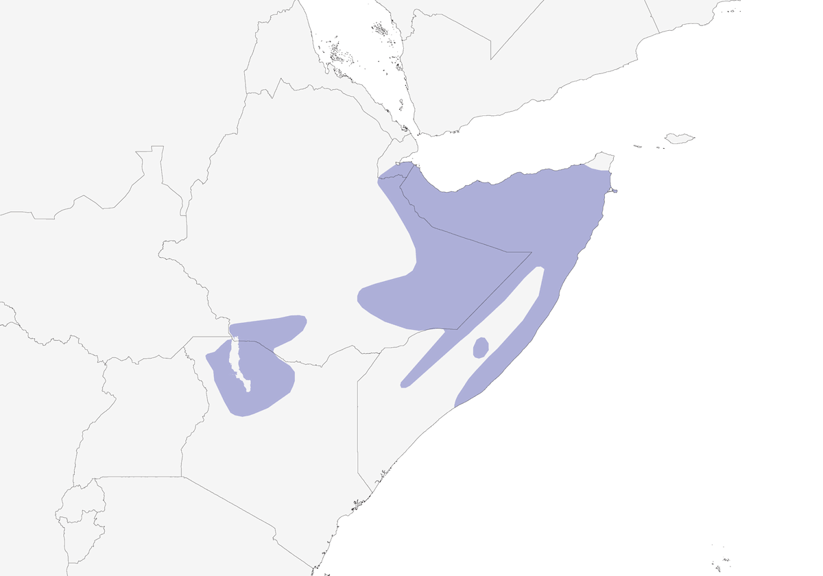 Gorrión Somalí, Distribución 1