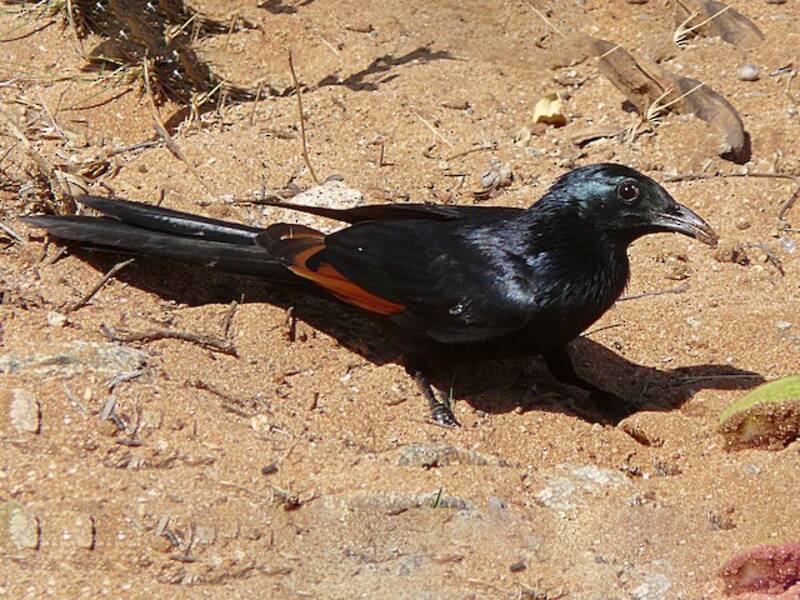 Somali Starling, Photos 4