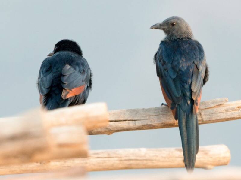 Somali Starling, Photos 3