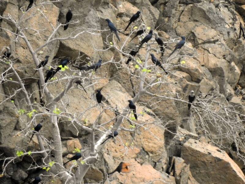 Somali Starling, Photos 2