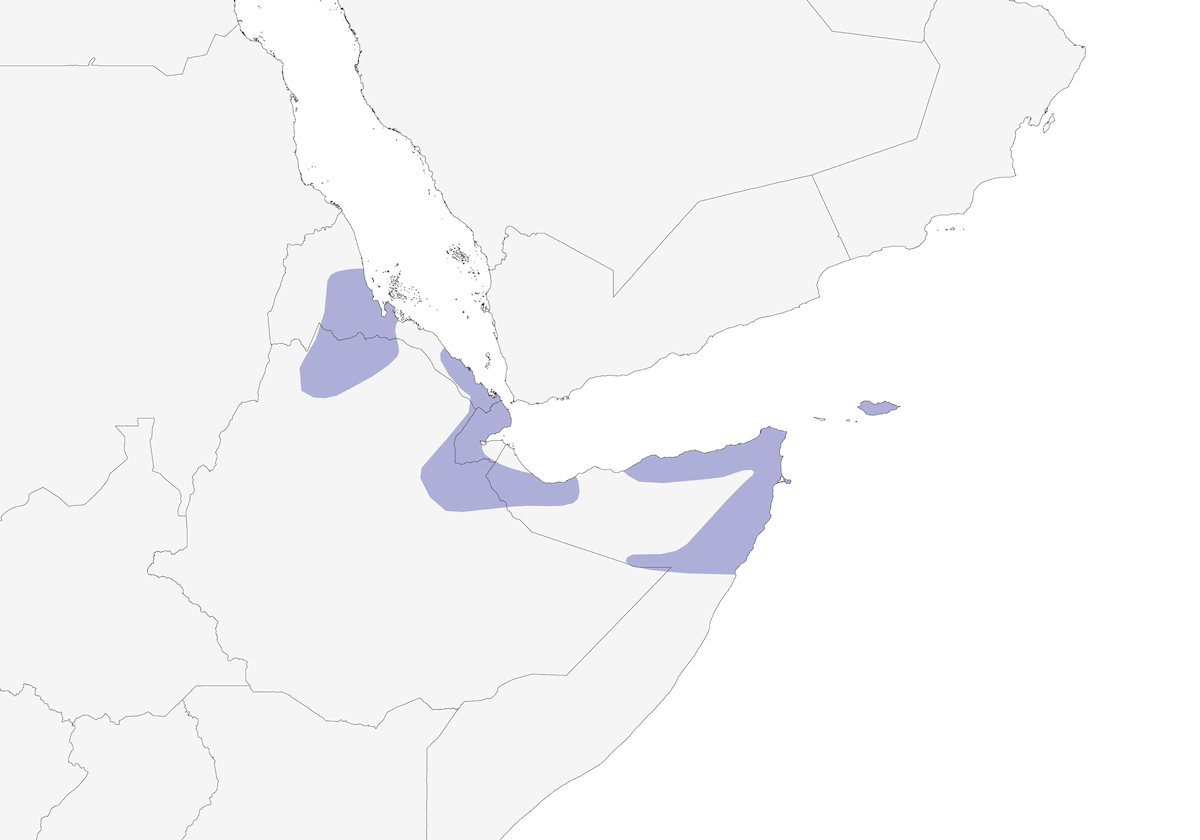 Somali Starling, Distribution 1