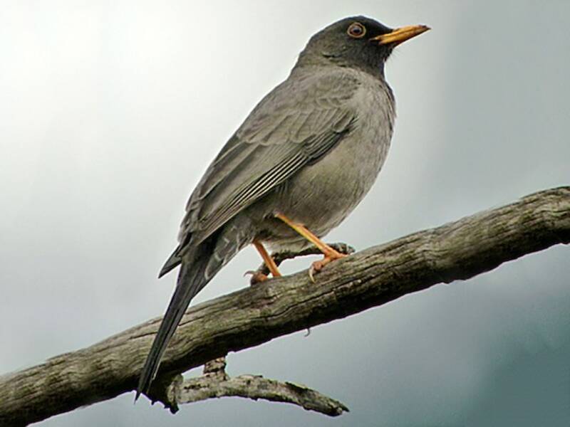 Somali Thrush