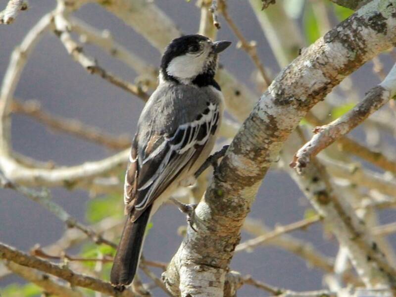 Somali Tit