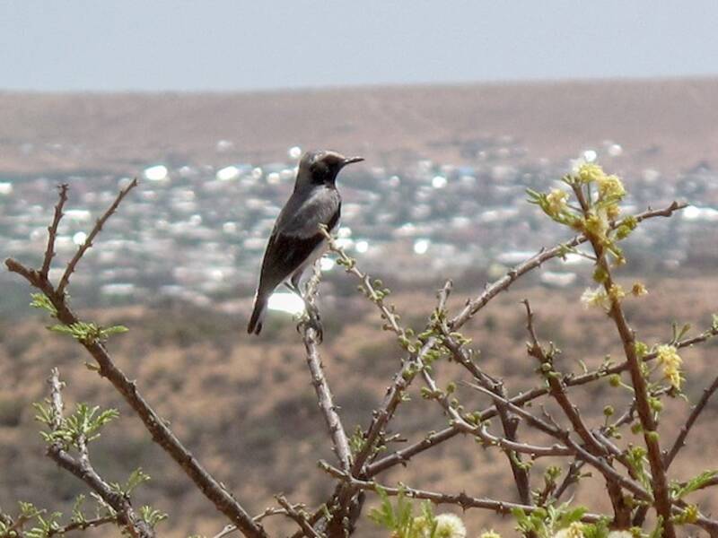 Collalba Somalí, Fotos 3