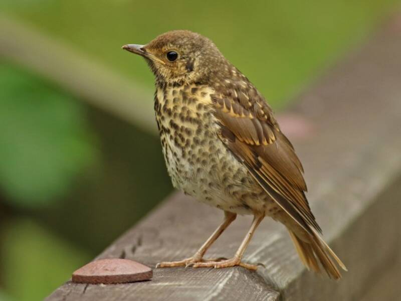 Song Thrush (Turdus philomelos)