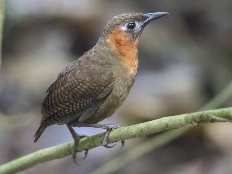 Song Wren, 照片 4