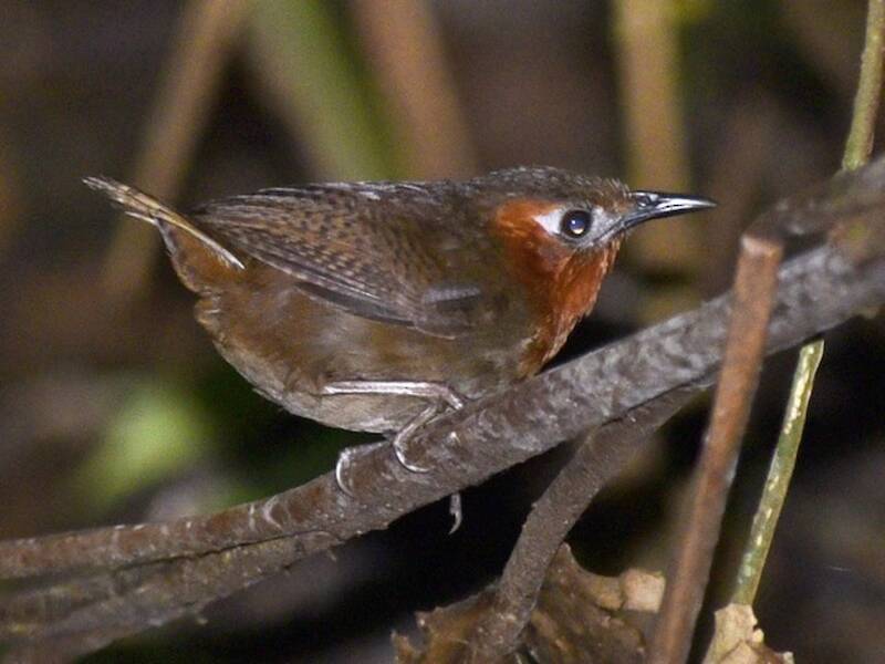 Song Wren, 照片 3