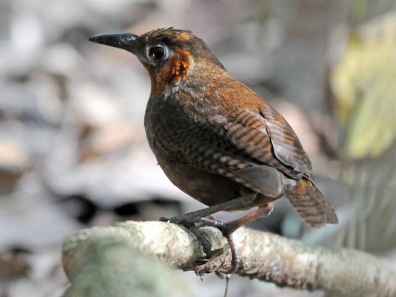 Song Wren, 照片 2