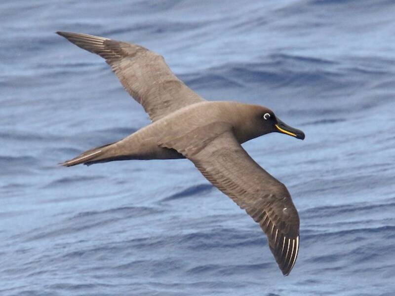 Rußalbatros, Fotos 2