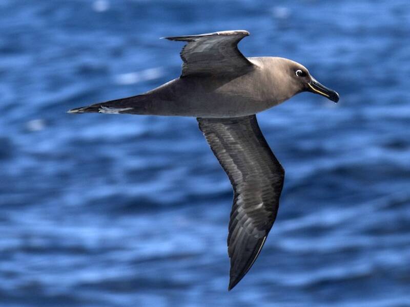 Sooty Albatross (Phoebetria fusca)