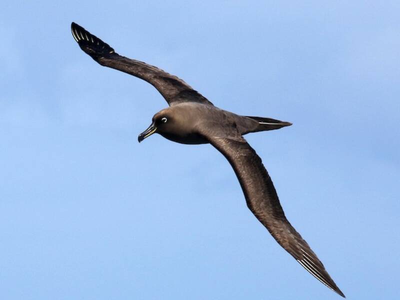 Rußalbatros, Fotos 4