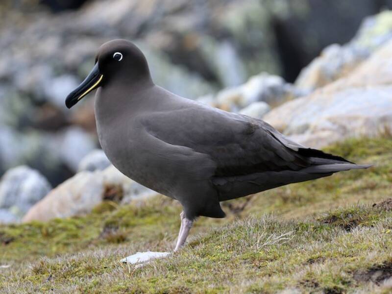 Rußalbatros, Fotos 3