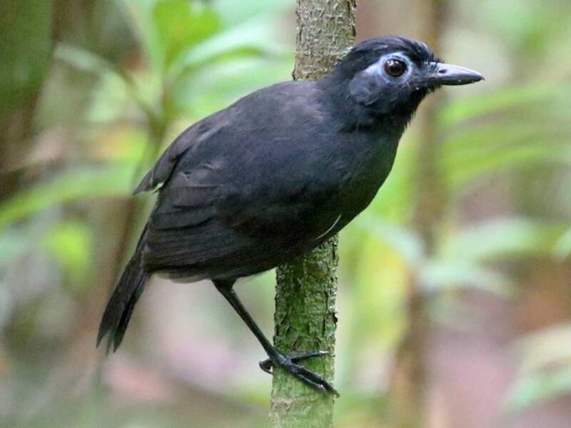 Sooty Antbird, 照片 2