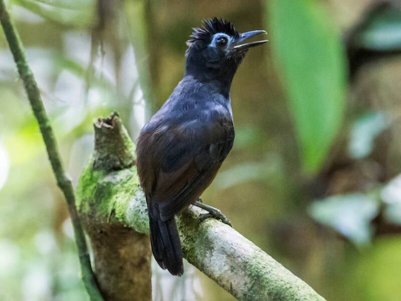 Sooty Antbird, 照片 4