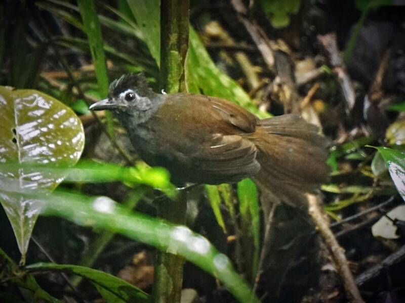 Sooty Antbird, 照片 3