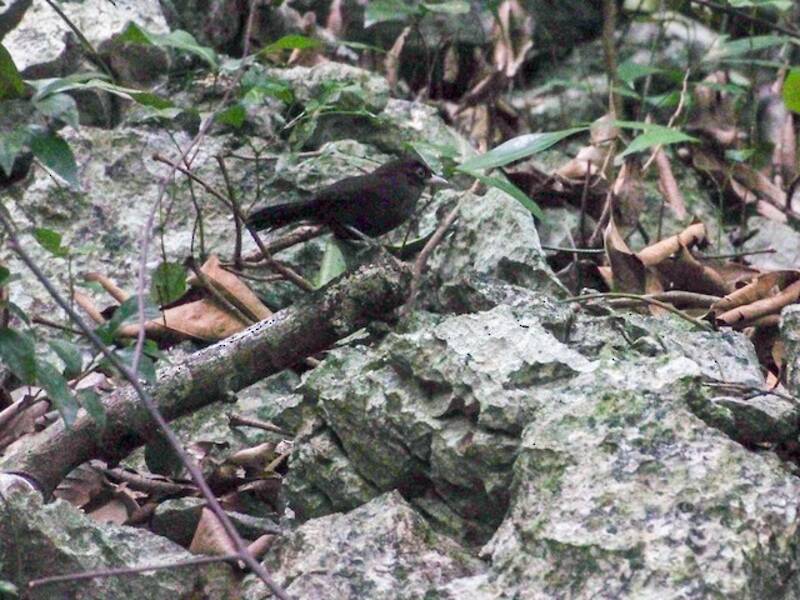 Sooty Babbler