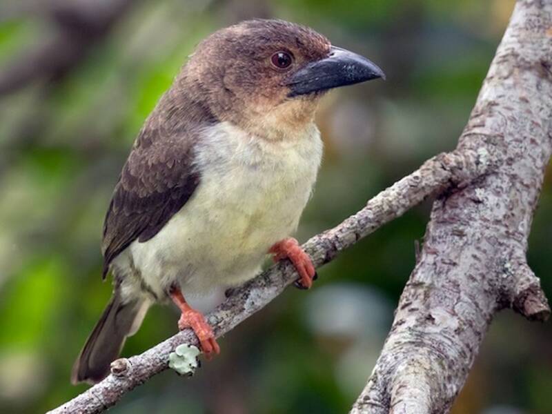 Sooty Barbet, 照片 4