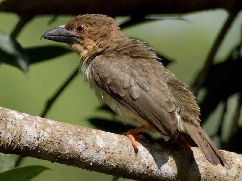 Sooty Barbet, 照片 2
