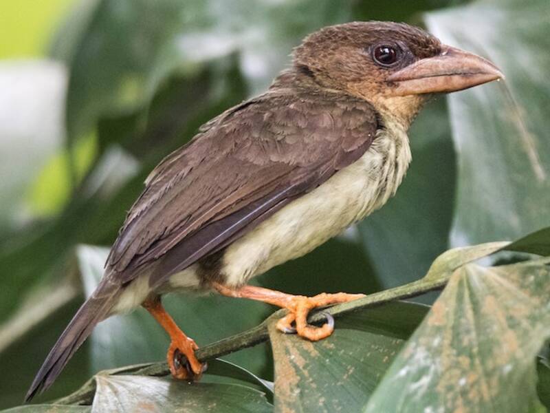Sooty Barbet, 照片 3