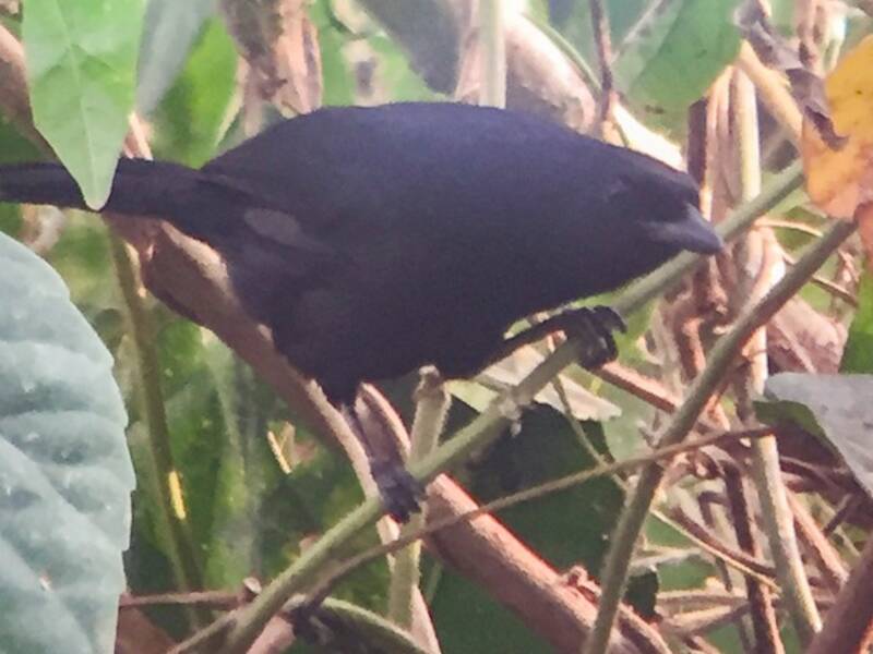 Lowland Sooty Boubou