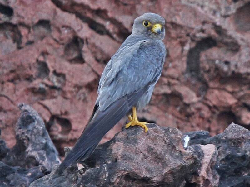 Sooty Falcon, Photos 4