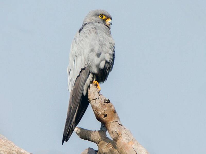 Sooty Falcon, Photos 3