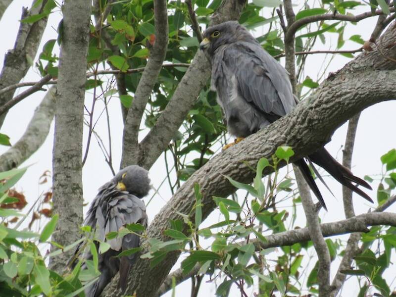 Sooty Falcon