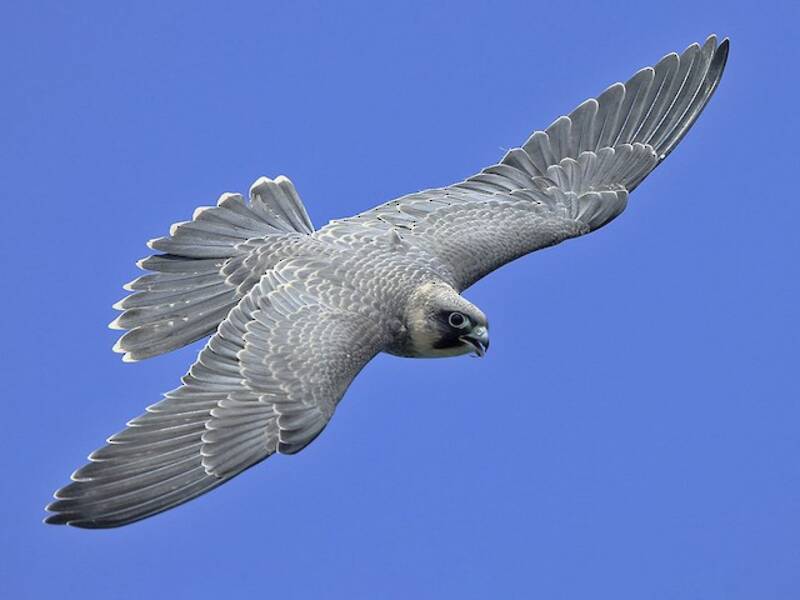 Sooty Falcon, Photos 2