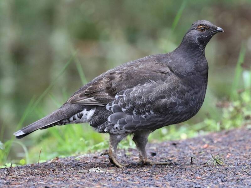 Küstengebirgshuhn