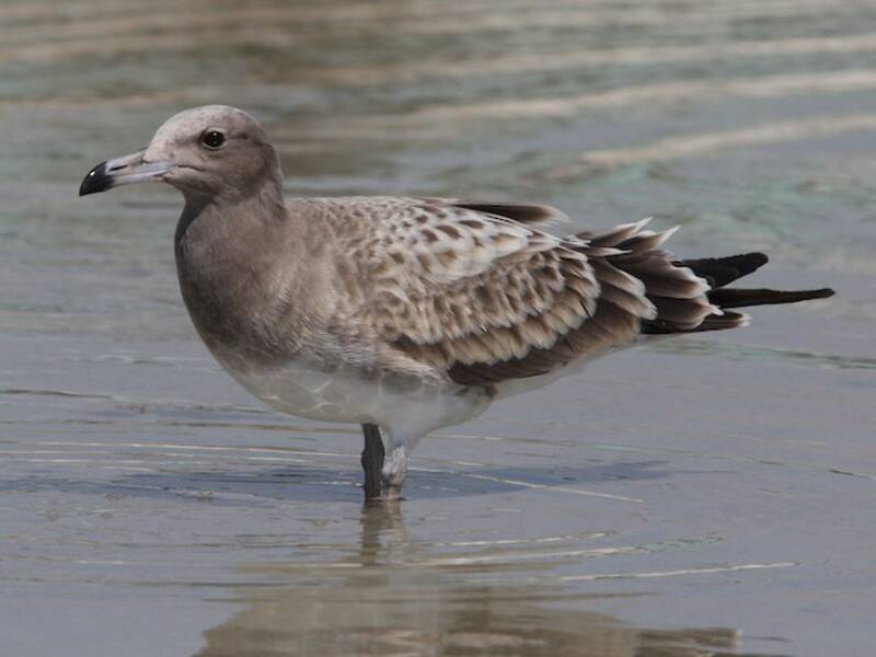 Sooty Gull