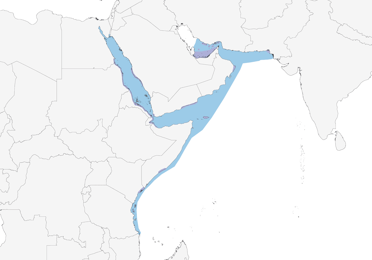 Gabbiano fuligginoso, Distribuzione 1