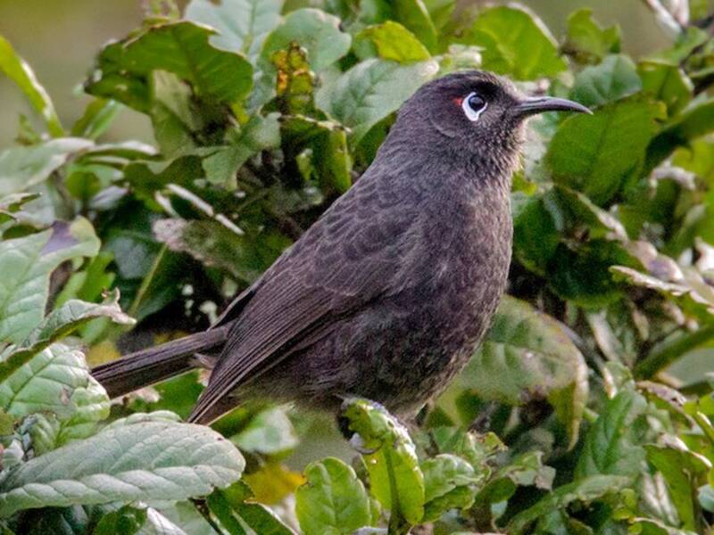 Sooty Honeyeater